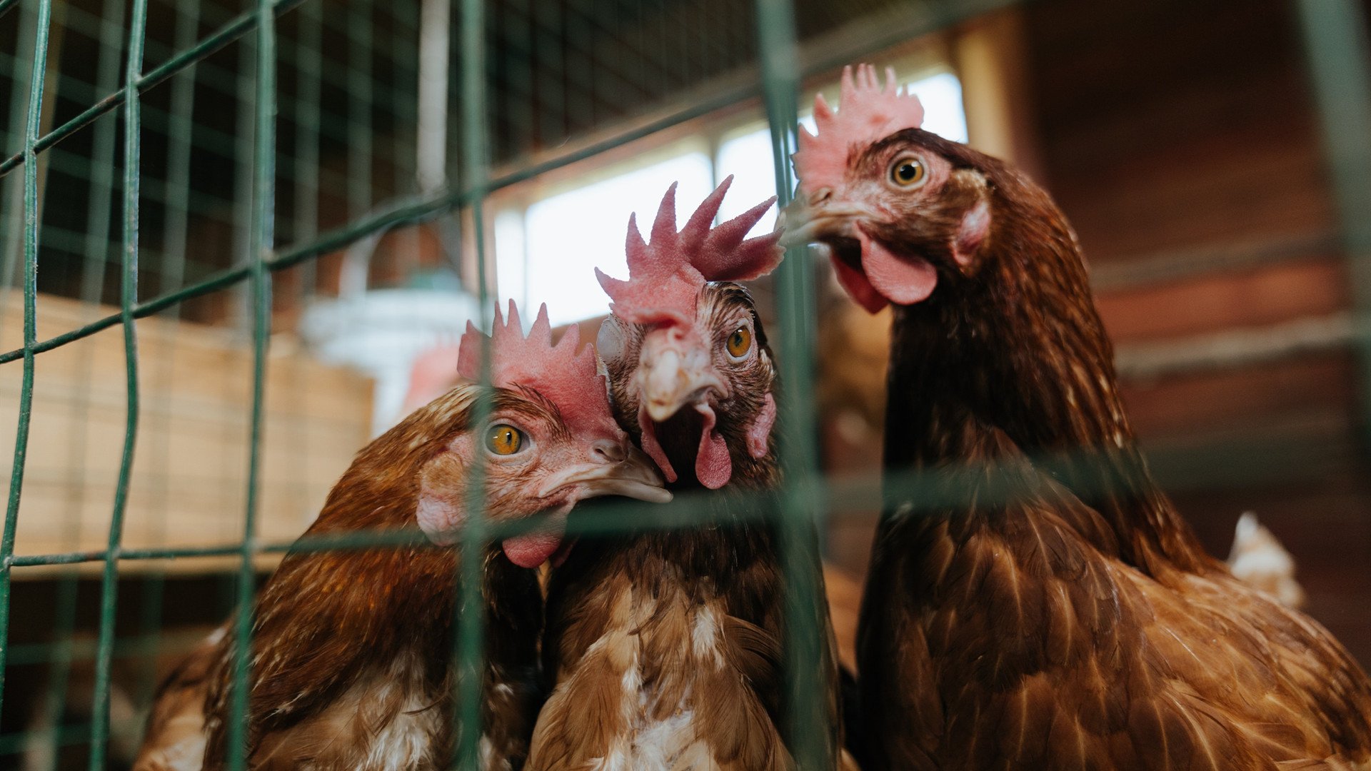 【冠军故事】夺冠球队背后的荣耀与努力,夺得总冠军的球队