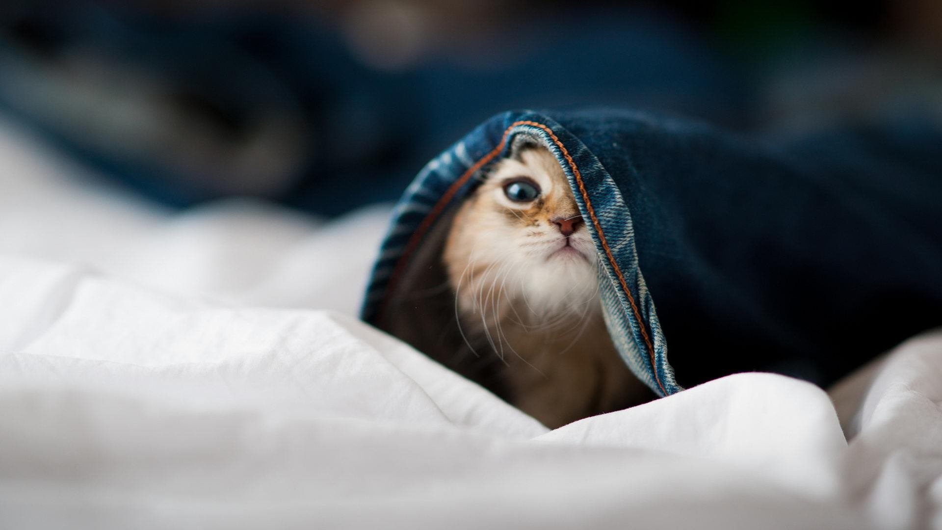 凯尔特人在倒数第四节发力，塔图姆神奇表现助球队取胜！，18赛季凯尔特人塔图姆数据