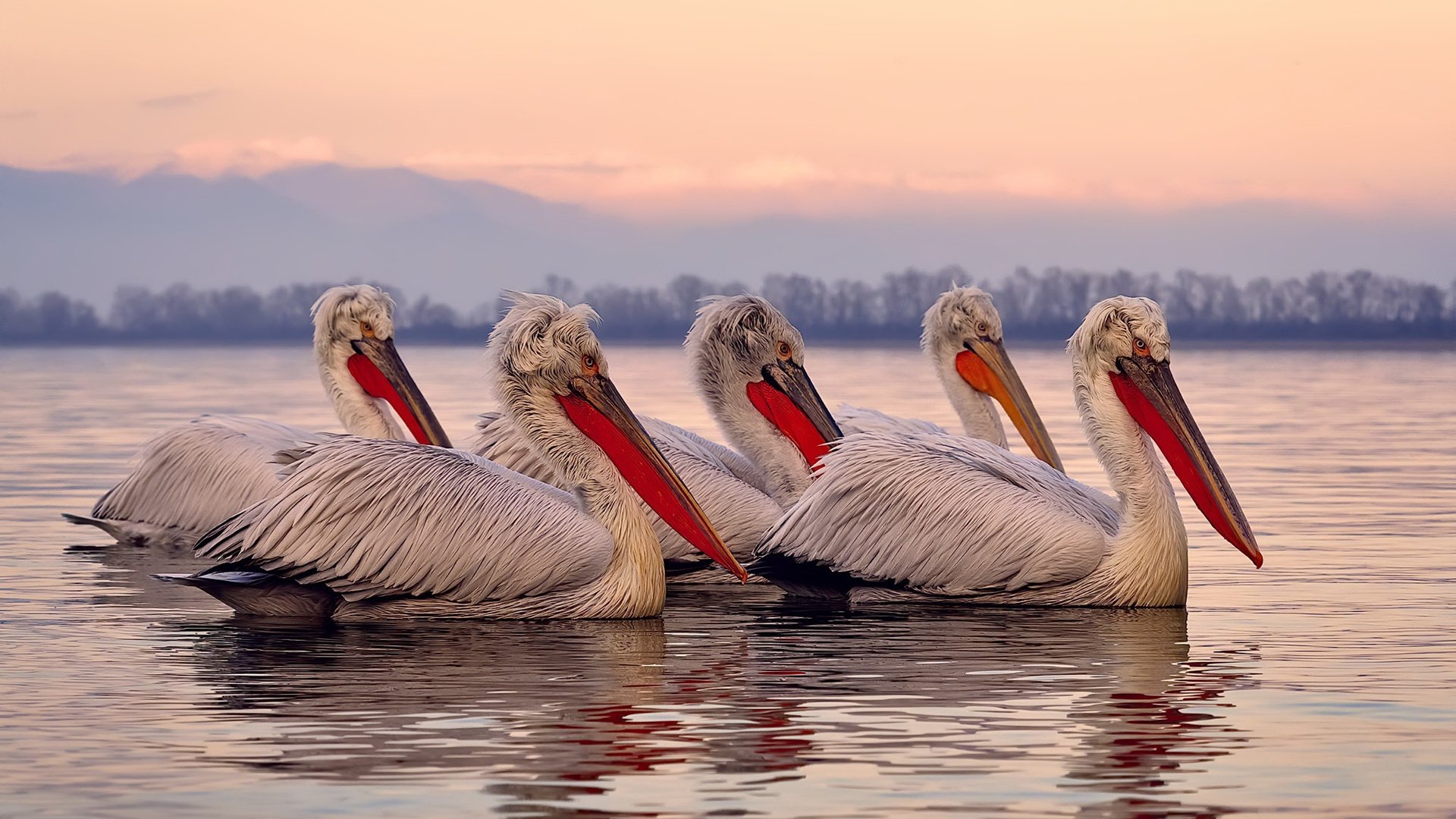 快船球迷组织创建官方播客频道,讨论球队走向,快船主场球迷