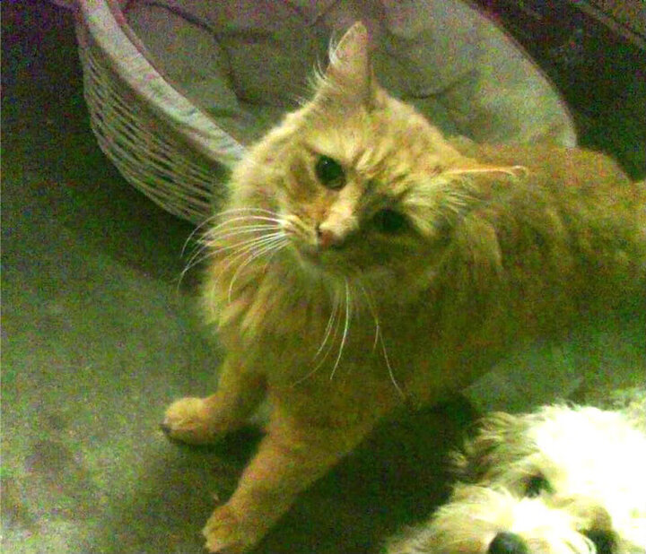 意大利马术队在2024年欧洲三项赛锦标赛中获得团体银牌,展现强大实力。