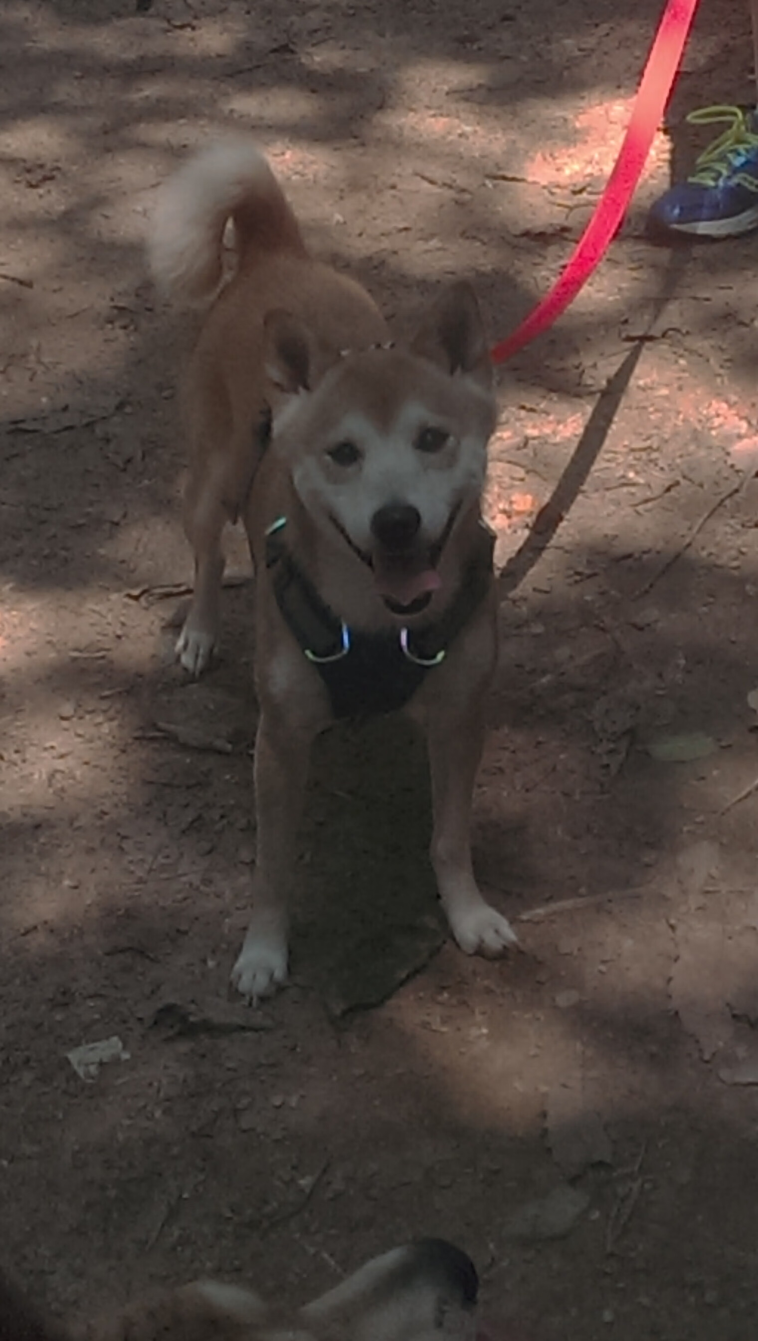 意甲：拉齐奥4-0震撼击败乌迪内斯，队内表现出色，拉齐奥1_3乌迪内斯