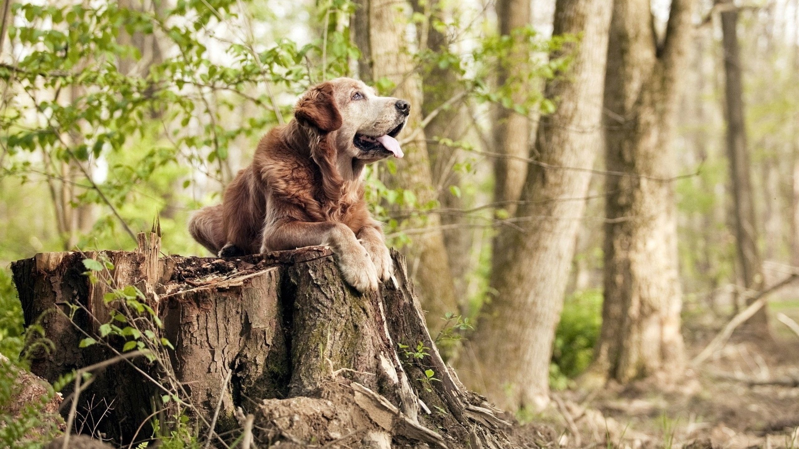 日本马术协会设立青少年马术奖学金,支持优秀学员发展。,日本马术障碍赛