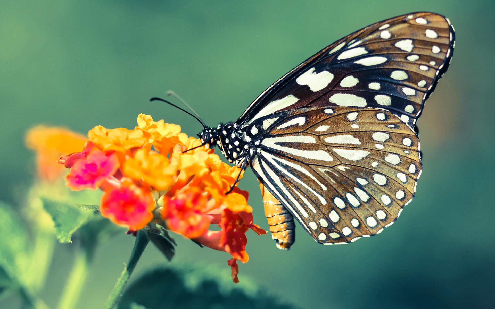 日本骑手高桥洋子在2024年国际马术障碍大奖赛中与“闪电”马匹获得亚军，表现出色。