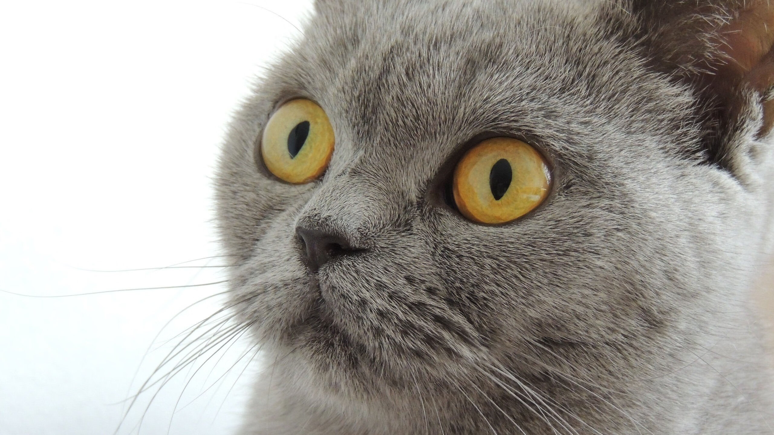 开云在线直播-绝杀战士：每一夜终场进球都令人心跳加速，绝杀的战绩