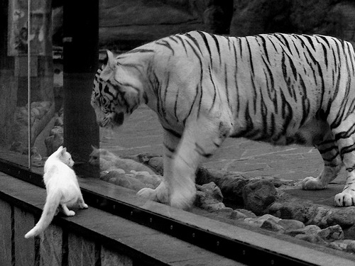 赛季“最强组合”：这些搭档经历了怎样的磨合？，新赛季上分组合