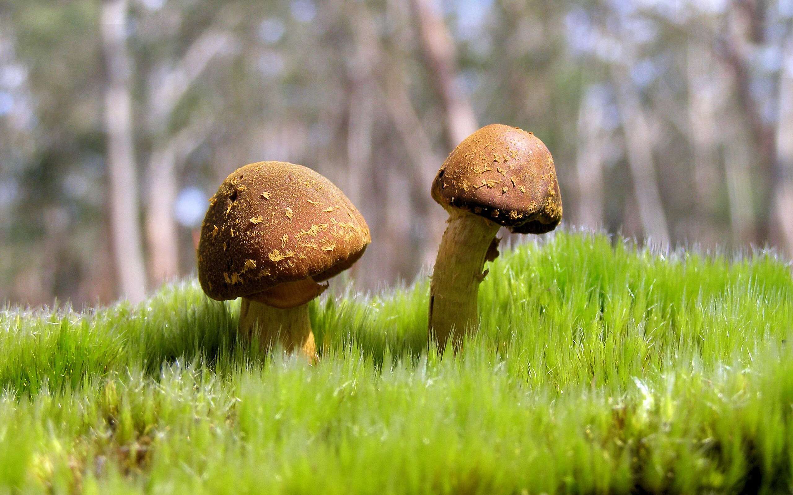 防守王者：联盟中最硬核的防守团队，防守联盟第一