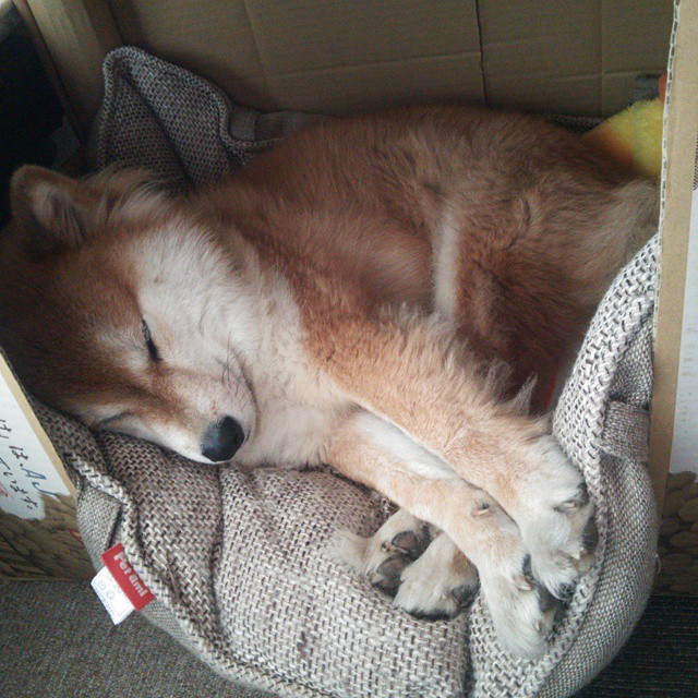 防守王者：联盟中最硬核的防守团队，防守联盟第一