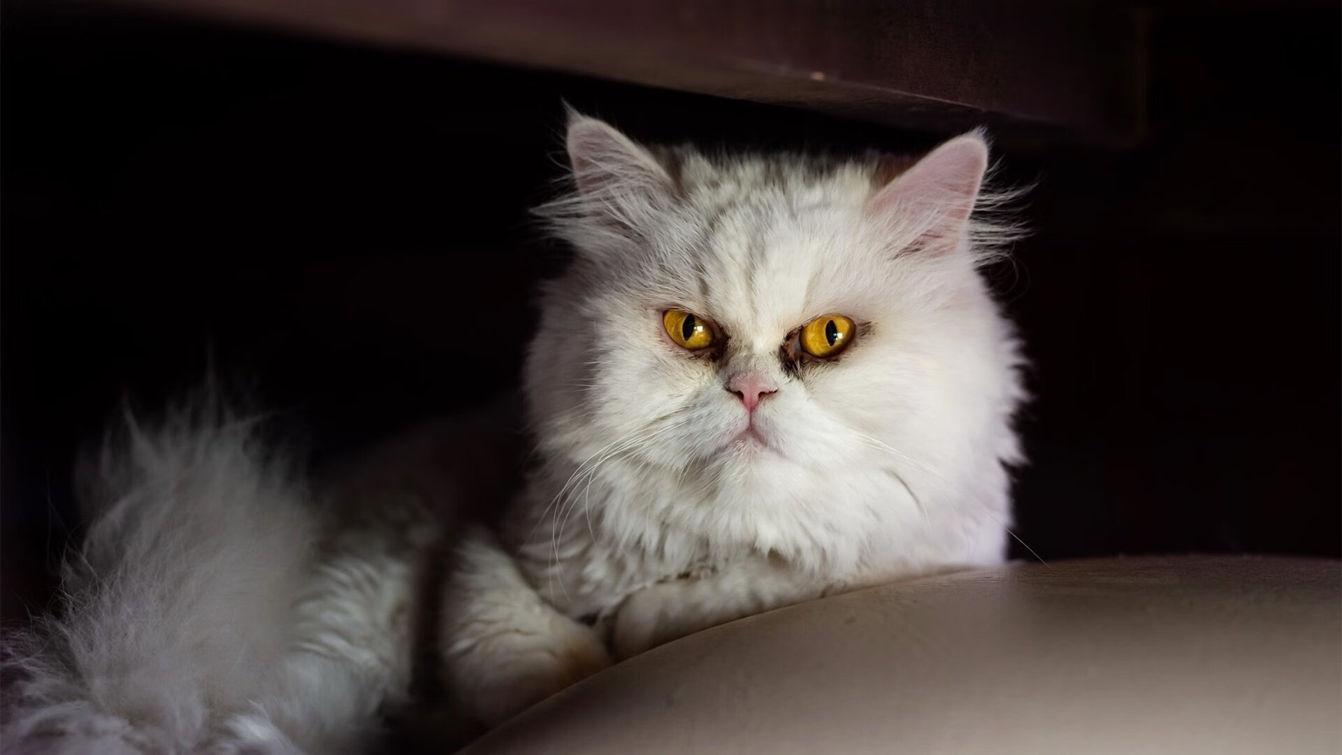 开云-LPL联盟公布选手职业发展支持政策，lpl职业选手规定