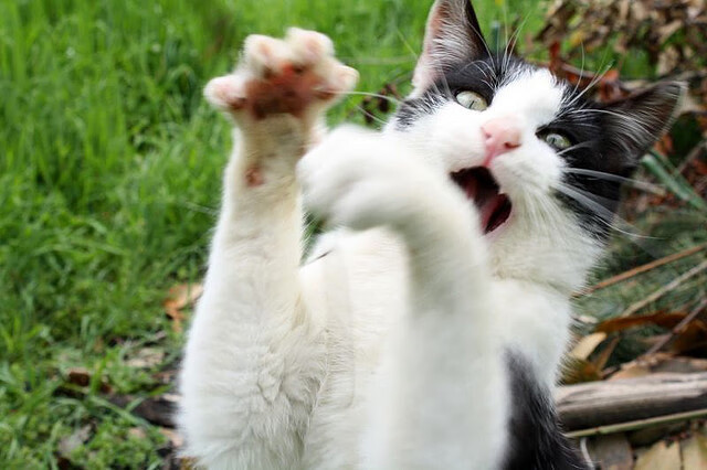 上海海港俱乐部管理层调整，上海海港俱乐部管理层调整方案