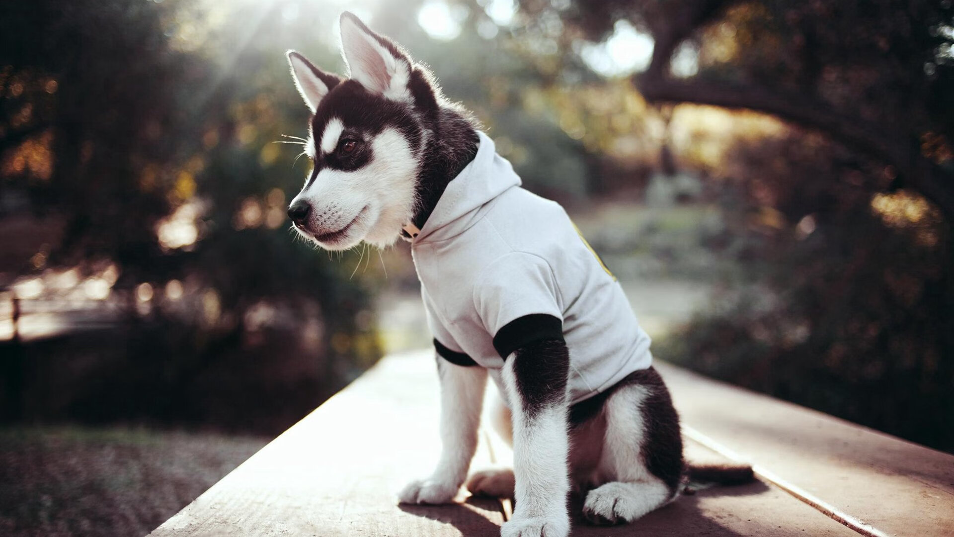 乌拉圭队主帅:球队需调整状态,备战下一场比赛,乌拉圭队实力