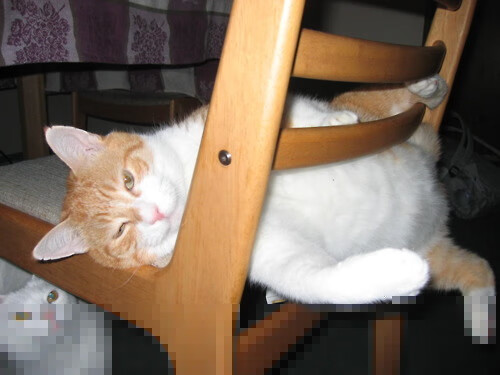 佩纳罗尔球队备战国际赛事，佩纳罗尔球队备战国际赛事时间