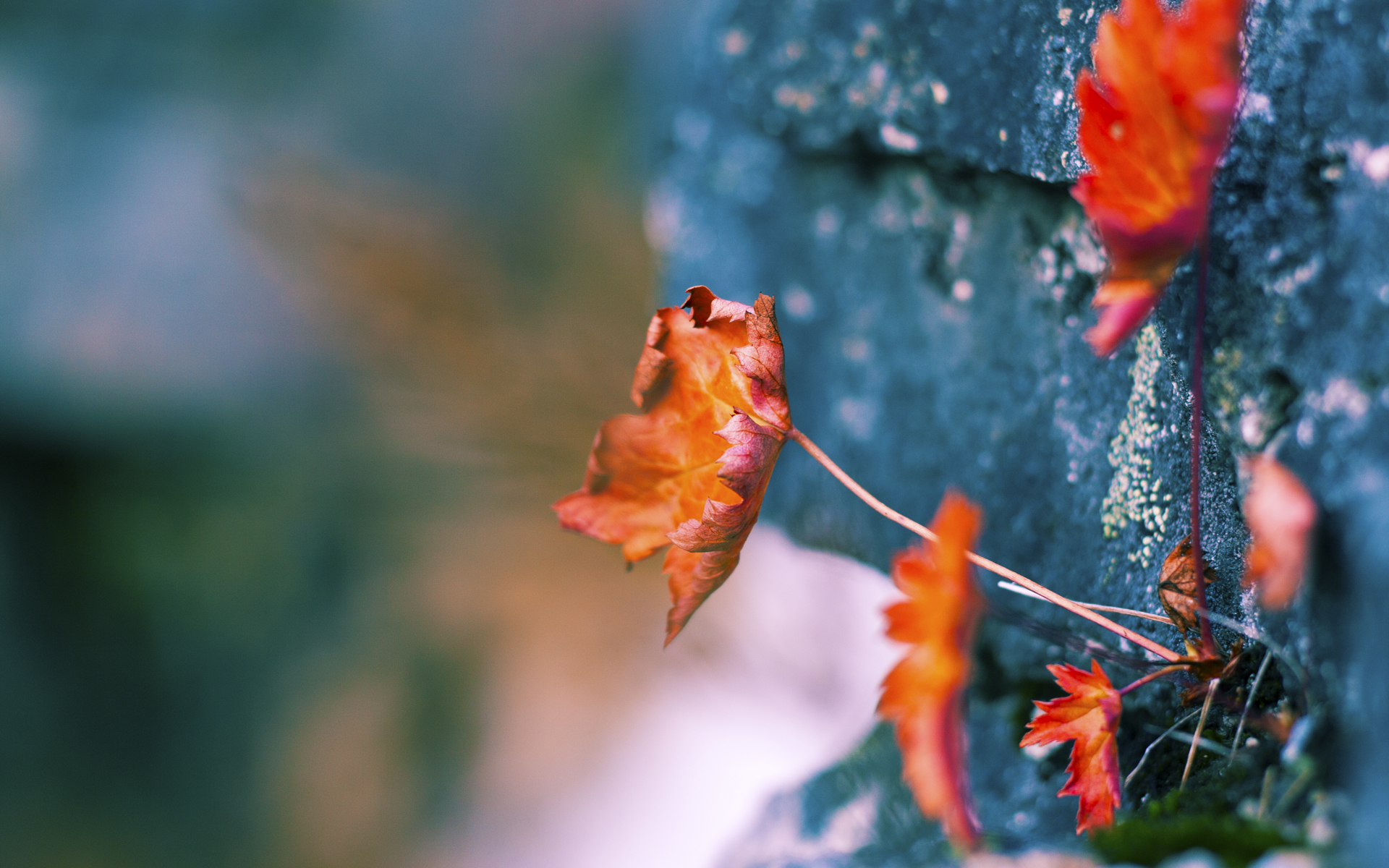 全北现代中场组织节奏流畅，全北现代比赛分析