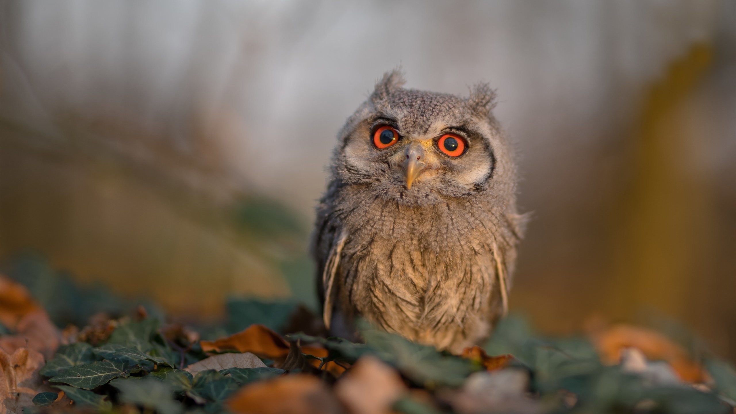 开云官方-南安普顿主场力克埃弗顿，豪取三分，南安普顿主客场球衣