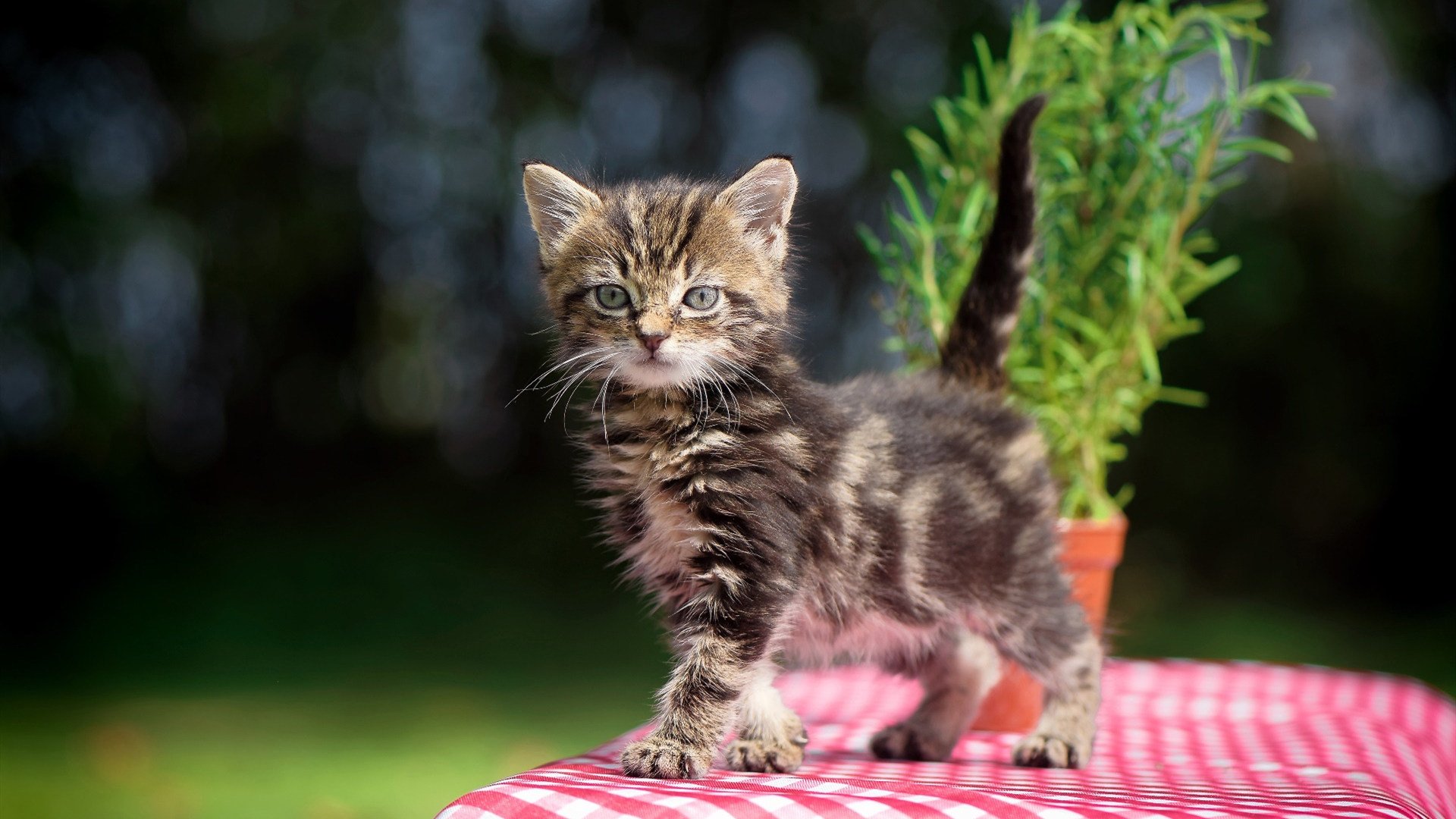 太阳翻盘勇士,季后赛首轮中杜兰特砍下47分,杜兰特伤退勇士遭太阳16分逆转