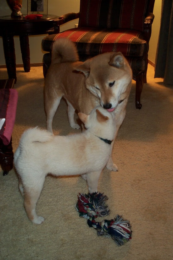 开云品牌-山西汾酒主场优势日益明显，山西汾酒潜力