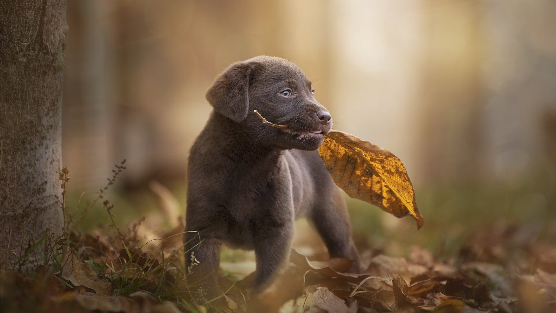 开云体育网址-捷克逆袭击败克罗地亚，晋级欧锦赛强阵营，捷克欧洲冠军