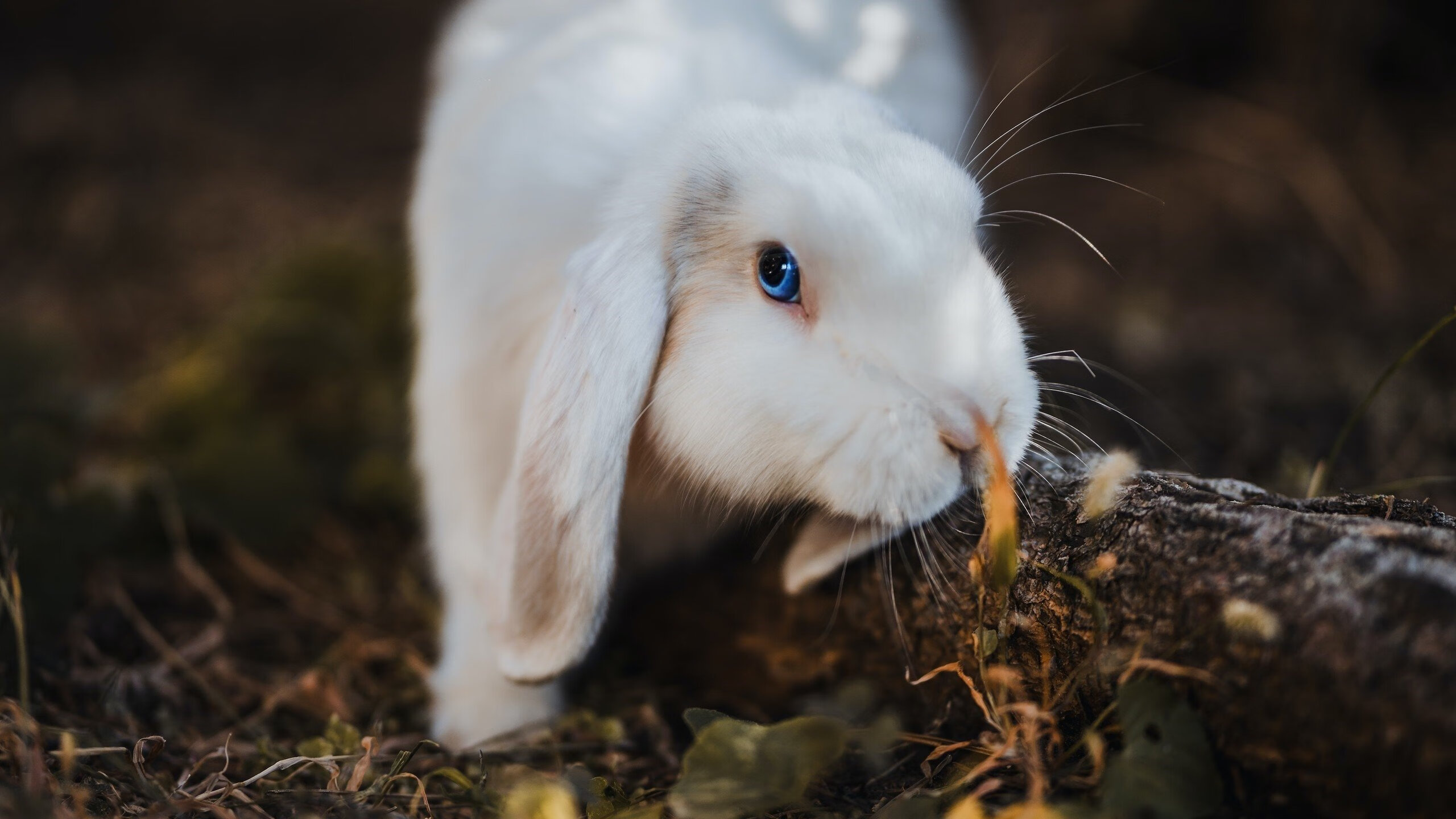 是否应设立针对中下游球队的官方发展基金