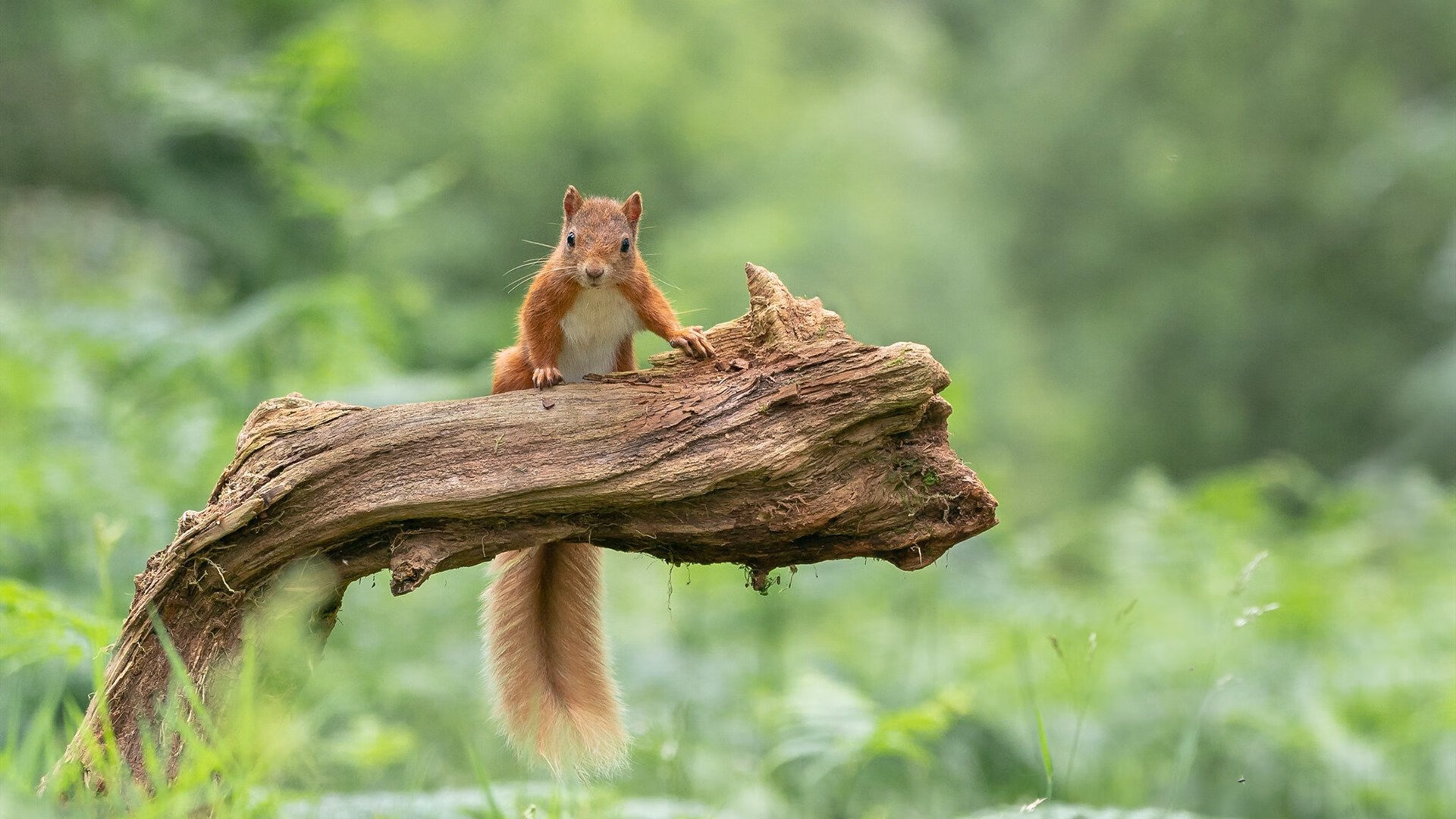 世界围棋赛首次启用智能对弈辅助分析,世界围棋智能大赛