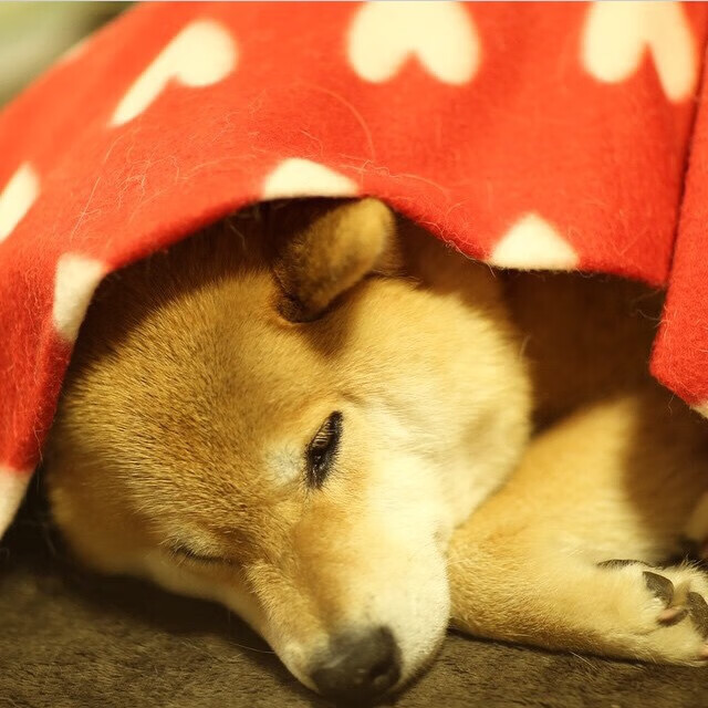 中超联赛中国队晋级 球迷热情不断高涨,中超联赛2021参赛球队