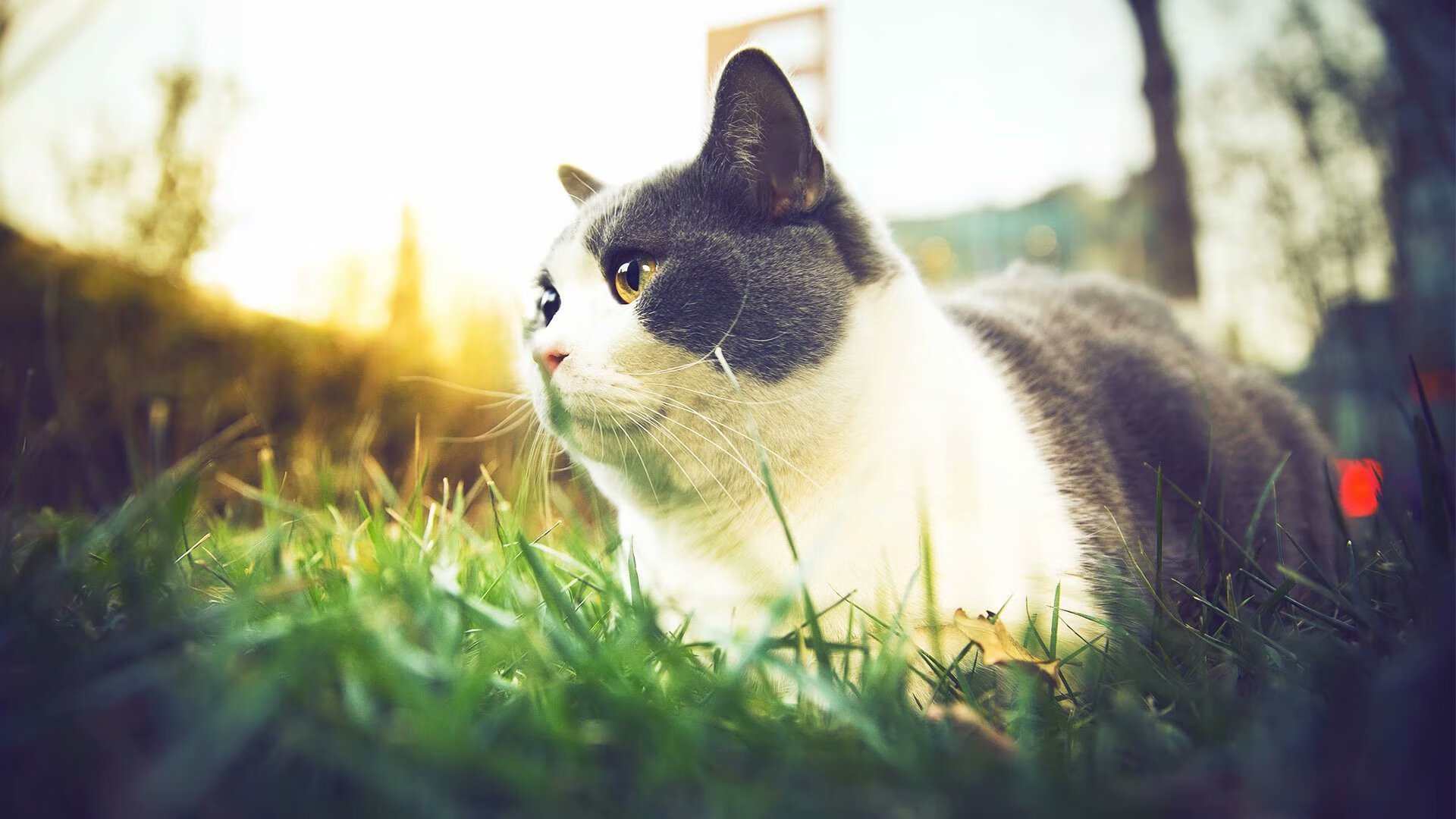 体育新闻中心构建体育内容版权追踪与管理系统，体育新闻杂志